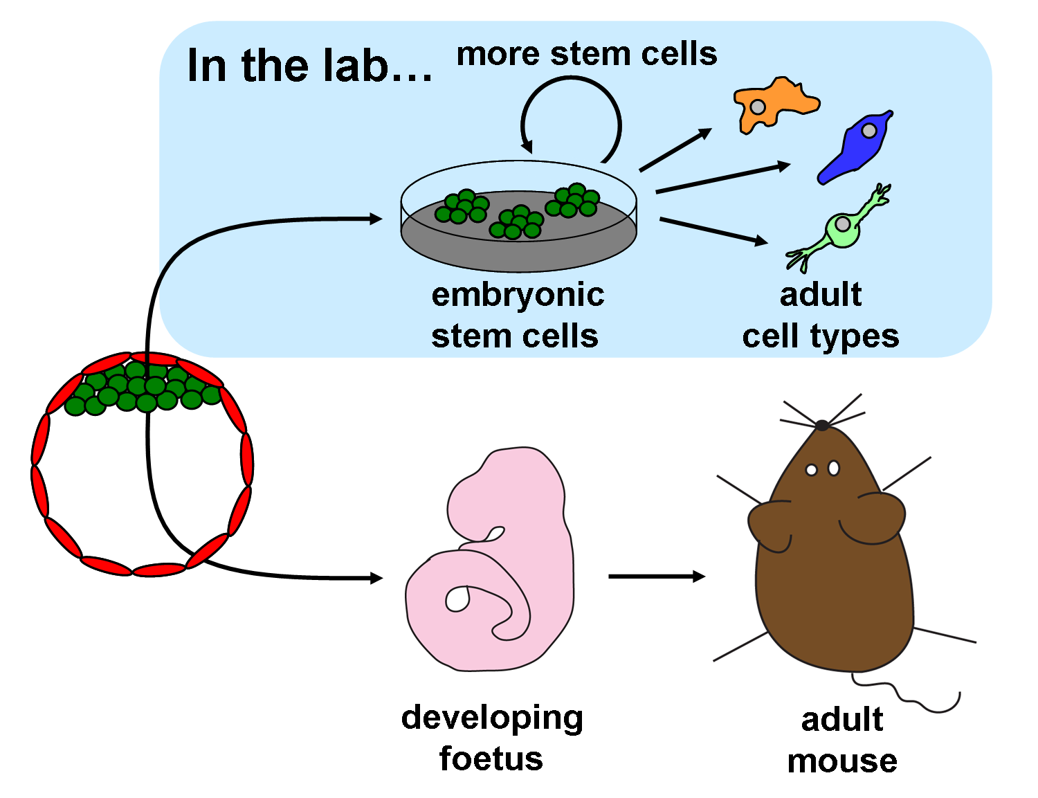 an undifferentiated, totipotent or pluripotent cell found in the early embryo.