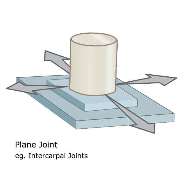<p>Between tarsal bones </p><p>Enables bones to slide over each other</p>
