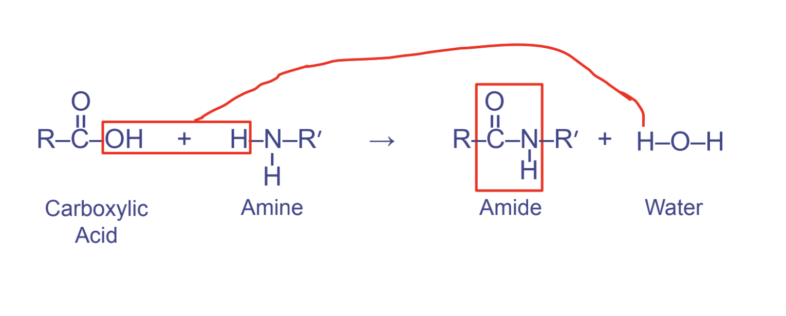 <ul><li><p>btwn carboxyl (1st) and amino (2nd)</p></li><li><p>links amino acids together</p></li><li><p>pattern OCNH</p></li></ul>