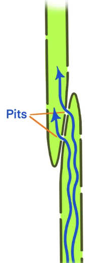 <ul><li><p>gymnosperms</p></li><li><p>pit membrane = middle lamella</p></li></ul><p></p>