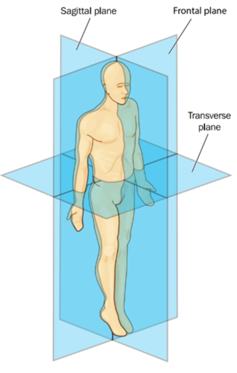 <p>Sagittal, frontal and transverse</p>