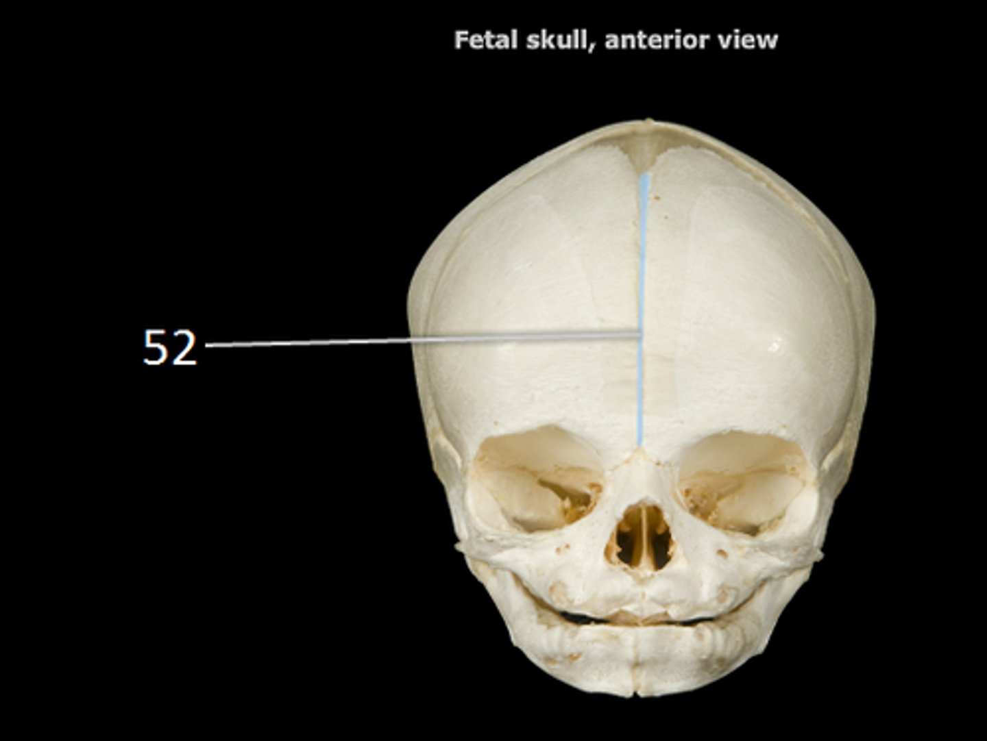 <p>contain fontanelles to allow the skull to compress slightly during birth; allows for brain growth during late fetal life</p>