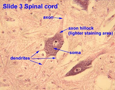 Branches (Axon and Dendrites)