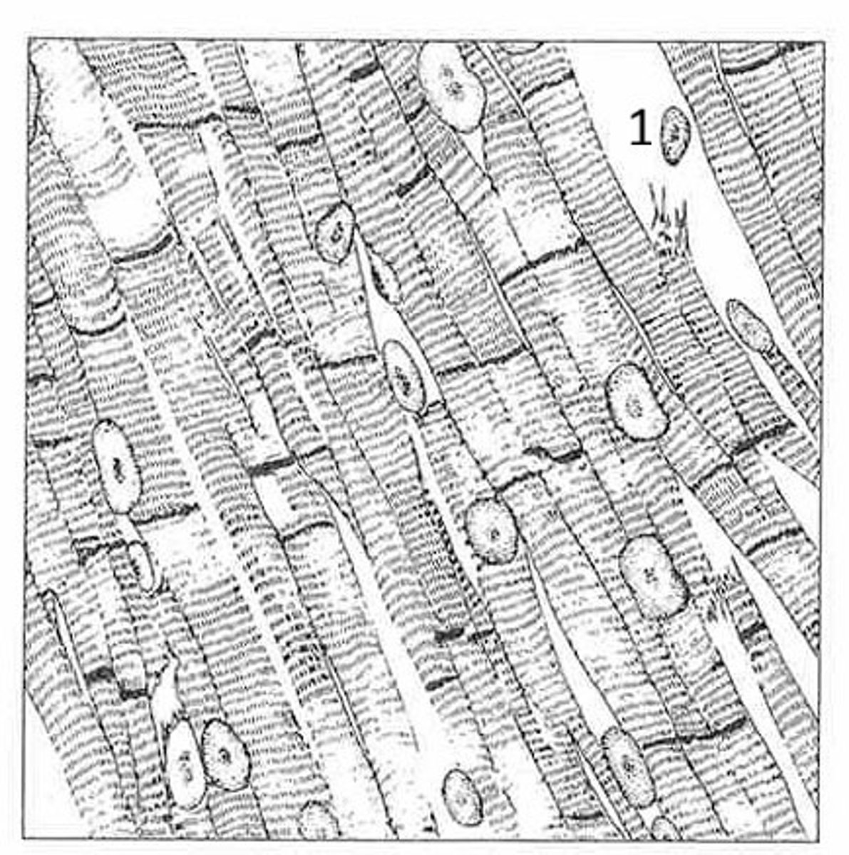 <p>what is the name of this tissue?</p>