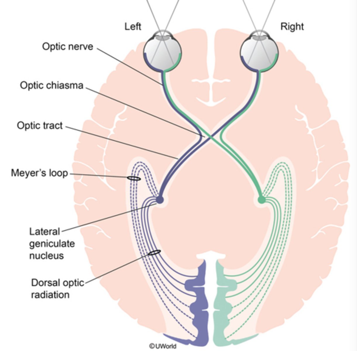 <p>extends from thalamus to occipital lob</p>