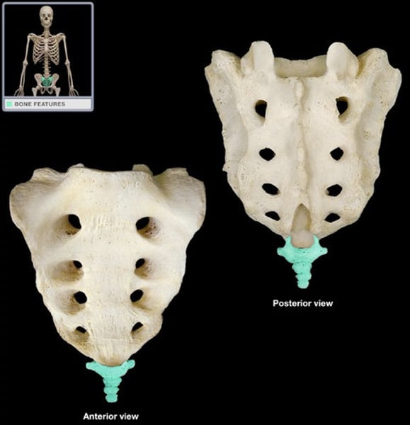 <p>3-5 fused bones</p>