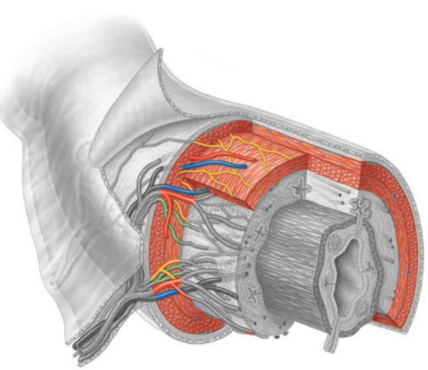 <ul><li><p><span><span>Two perpendicular bands of muscle</span></span></p><ul><li><p><span><span>Inner circular layer</span></span></p></li><li><p><span><span>Outer longitudinal layer</span></span></p></li></ul></li><li><p><span><span>A thickened region of circular muscle is called a </span><strong><span>sphincter</span></strong></span></p></li></ul><p></p>
