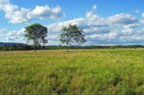 <p>Temperate Grassland</p>