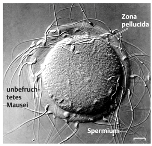 **Kontakt des Spermiums** mit Eizelle und Fusion der Membranen depolarisiert die Eizellmembran und blockiert das Eindringen weiterer Spermien (verhindert Polyspermie). 

Durch das erste Spermium wird die **Corticalreaktion** in der Außenschichte der Eizelle ausgelöst, bei der Bindungsmoleküle für weitere Spermien zerstört werden; manchmal wird eine Befruchtungshülle ausgebildet und Eindringen weiterer Spermien mechanisch verhindert. 

Der Spermienzellkern dringt in die Eizelle ein und verschmilzt mit dem Zellkern der Eizelle (= **Befruchtung**); Bildung der **Zygote** 

**Die Befruchtung setzt Zellteilungen und Stoffwechselaktivität der Zygote in Gang.**