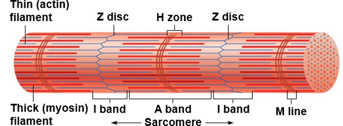 <p>Components of Sacromeres</p>