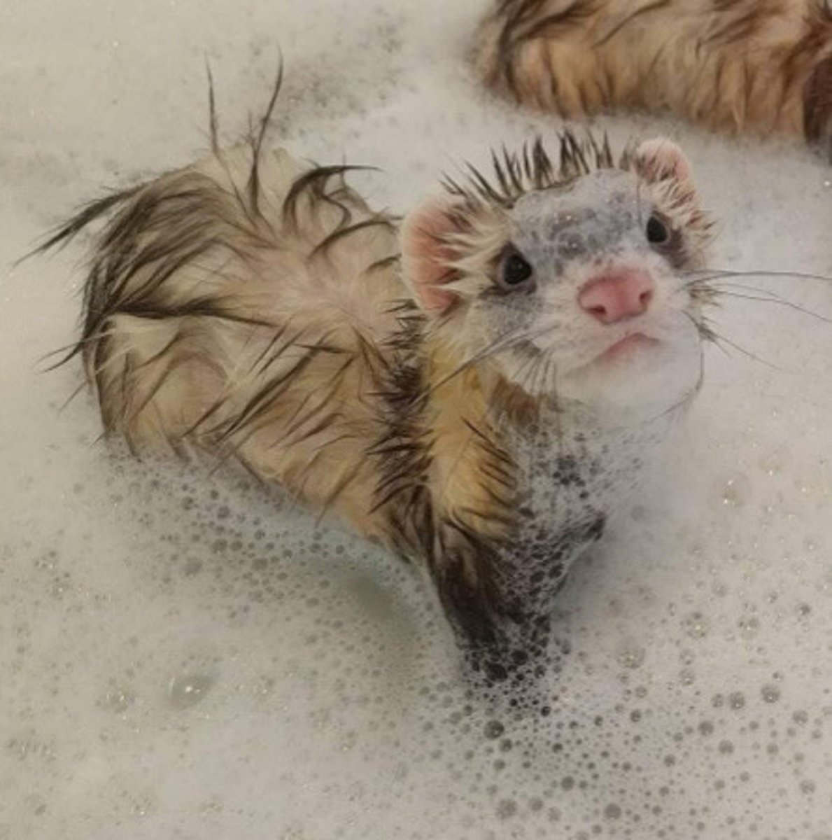 <p>T/F: if a client comes to you with a smelly ferret, the best recommendation you can give them is to bathe them more often</p>