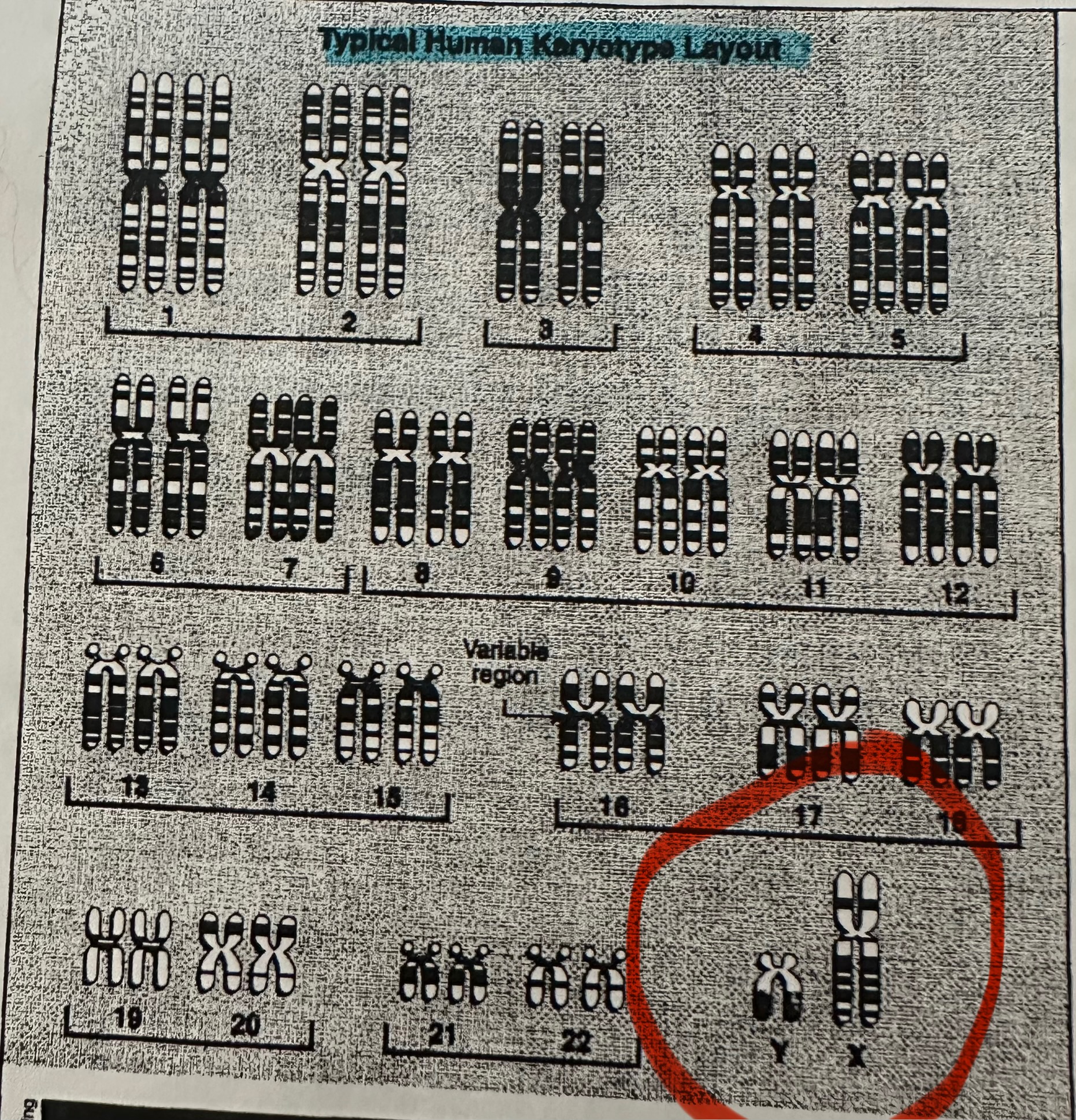 <p>X and Y, bottom right in the a karyotype</p>