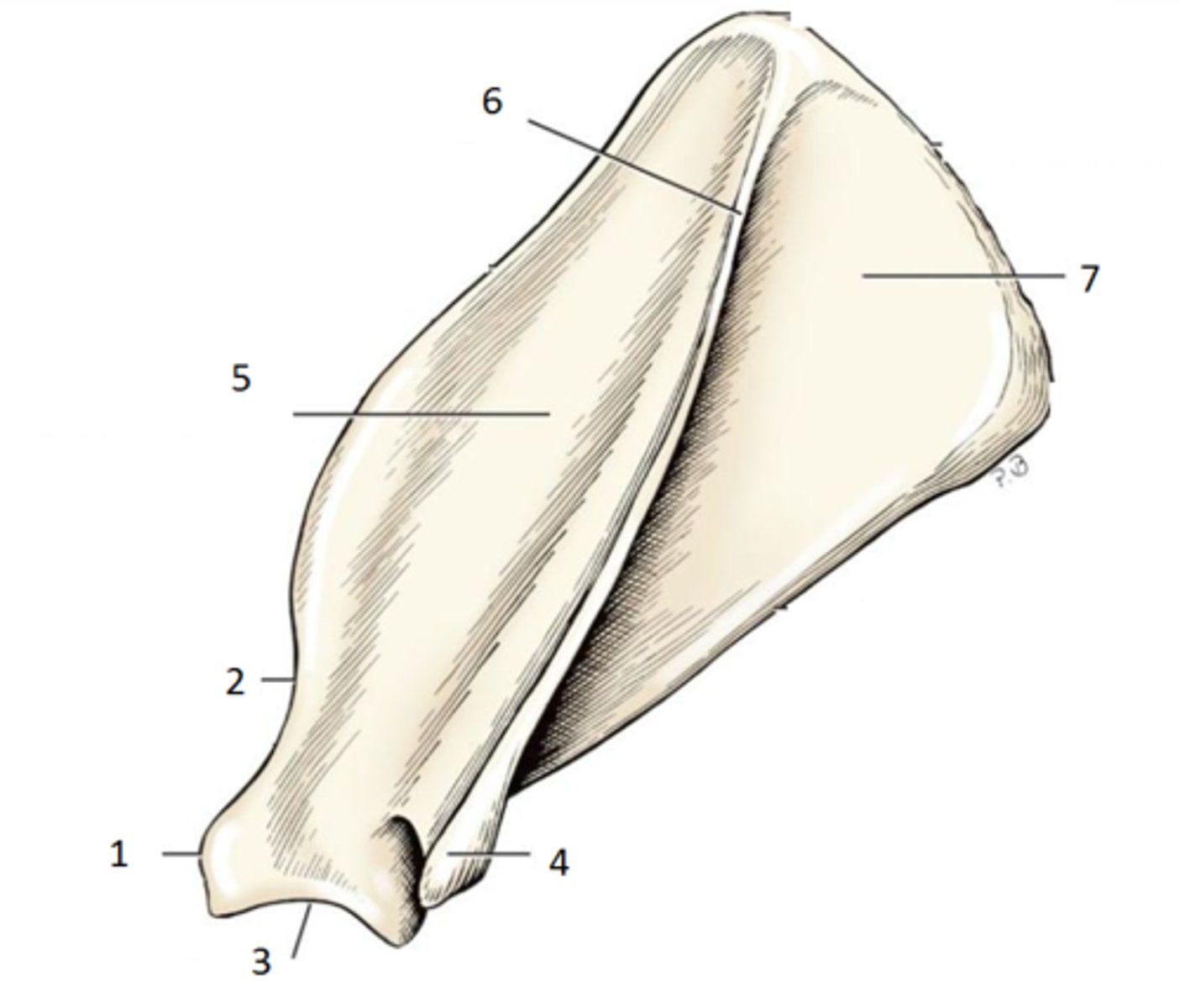<p>shoulder blade. has spine, glenoid cavity, neck</p>