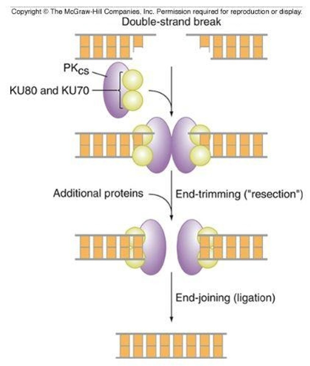 <p>Non-homologous end joining is a DNA repair process that directly joins the ends of broken DNA strands without the need for a homologous template.</p>