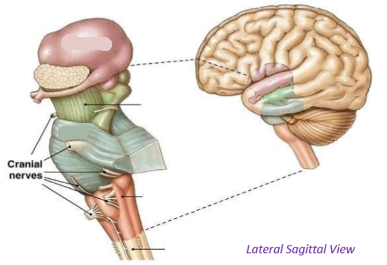 <p>What is the pink part?</p>