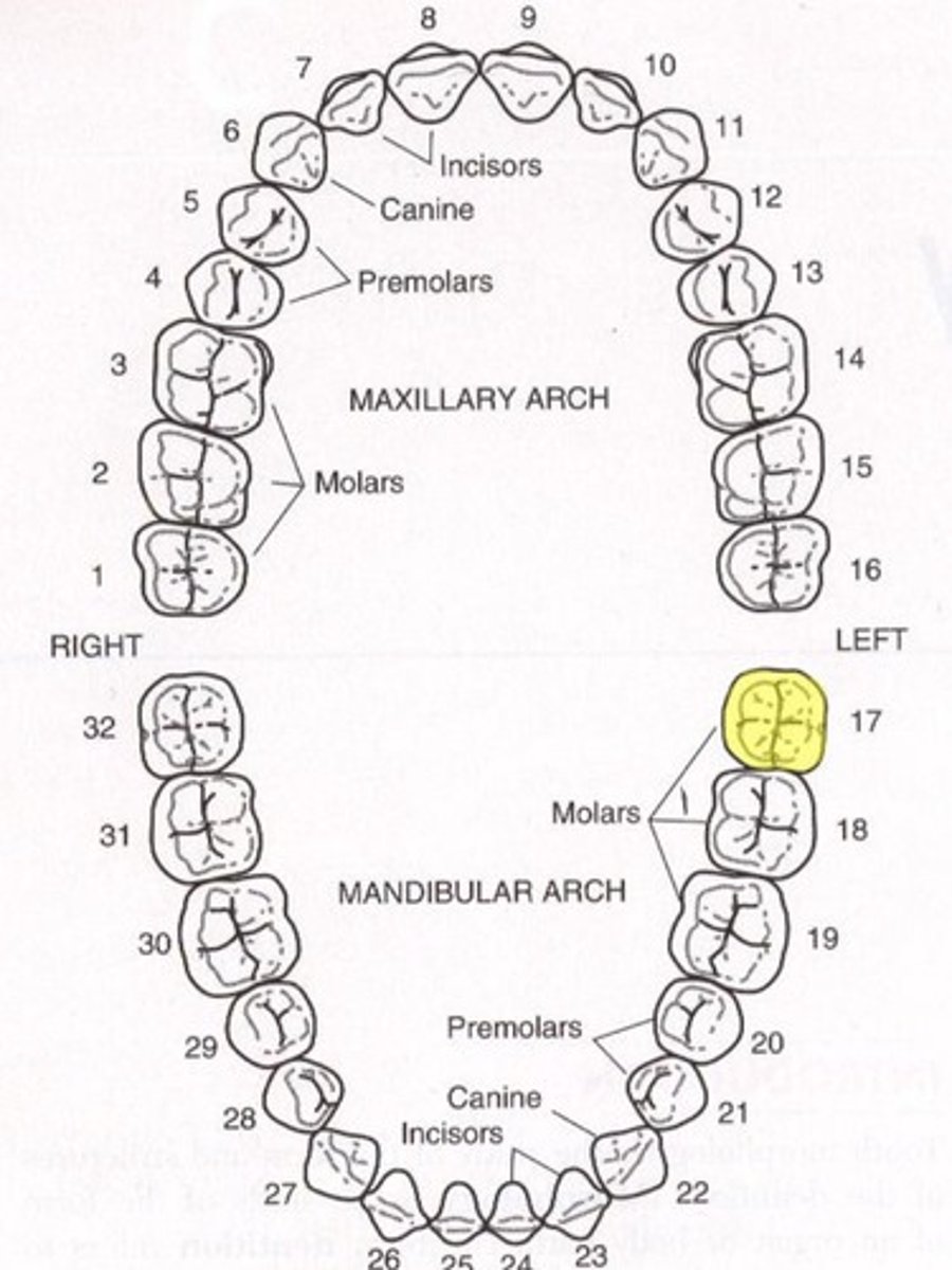 <p>Mandibular left third molar</p>