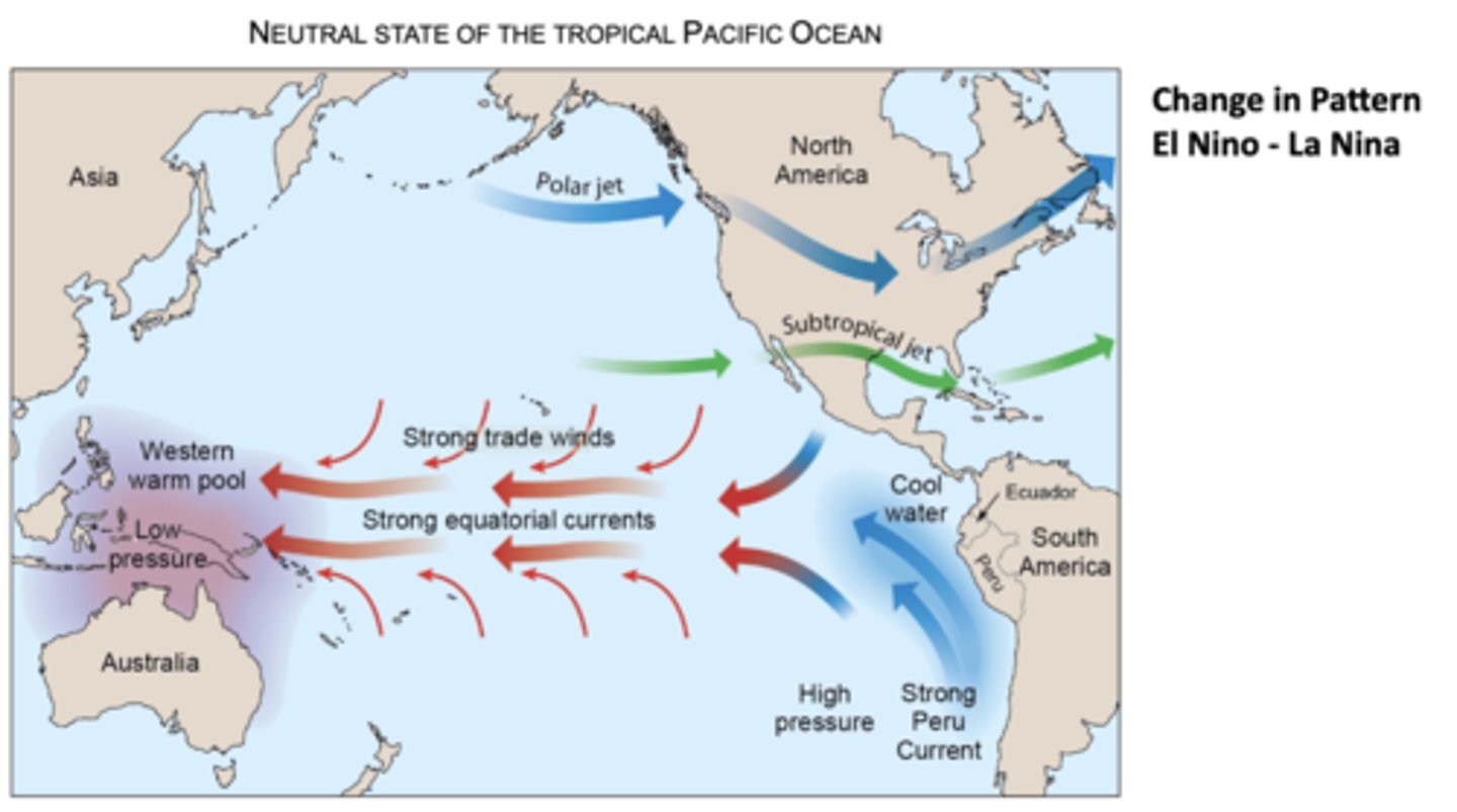 <p>The neutral state of the tropical Pacific has strong trade winds and equatorial currents which push warm surface water West towards Australia and Indonesia; accumulation of warm water here creates a low-pressure zone which encourages rising air and thunderstorms (warm and rainy conditions), while on the Eastern Pacific coolers waters upwell near Peru and Ecuador, supported by the Peru Current, to create high pressure and drier conditions (cooler and drier conditions)</p><p>-meanwhile, polar jet and subtropical jet influence weather patterns over NA</p><p>-El Niño and La Niña are part of a larger climate cycle called the El Niño-Southern Oscillation (ENSO); during El Niño, trade winds weaken or even reverse, causing warm water in the west to move eastward towards SA and bringing warm, wet conditions to the E Pacific while Australia/Indonesia experience drier conditions</p><p>~La Niña is the opposite: trade winds strengthen even more and warm water is pushed farther W, making the W pacific extra warm and wet and the East Pacific even cooler than normal; intensifies "normal" patterns of floods in Asia/Australia, drought in SA, and changes in jet stream paths</p>