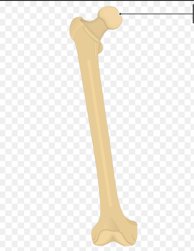 <p>the round ball at the top</p>