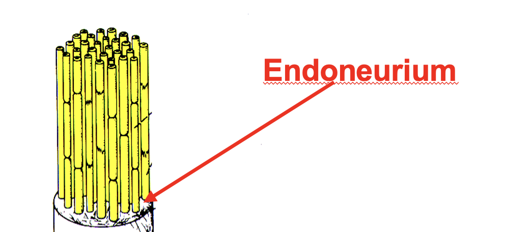 <p>individuals axons are surrounded by connective tissue</p>