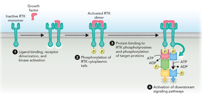 <p>ex. Epidermal Growth Factor Receptor (EGFR)</p>