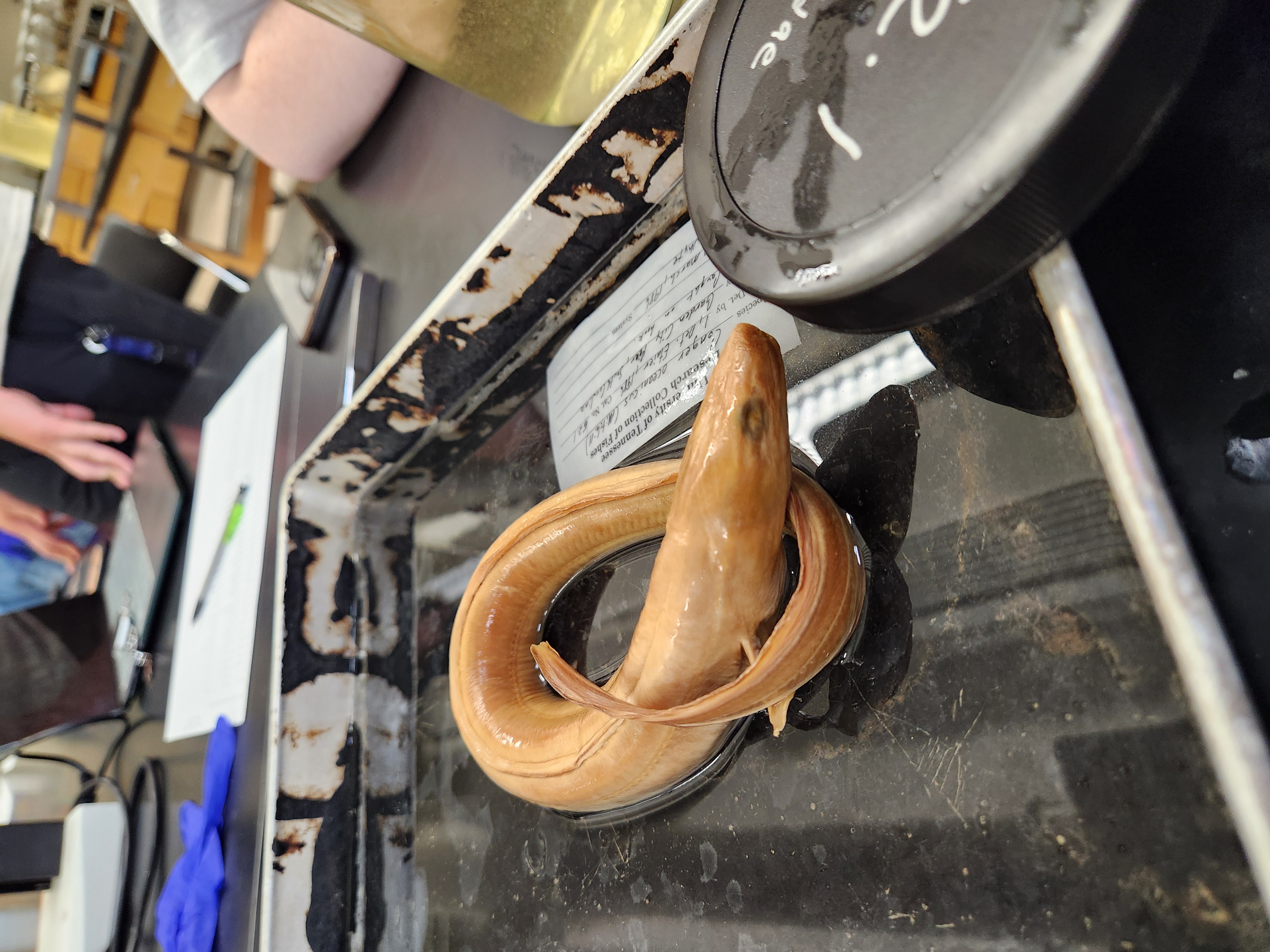 <p>conger eels</p>