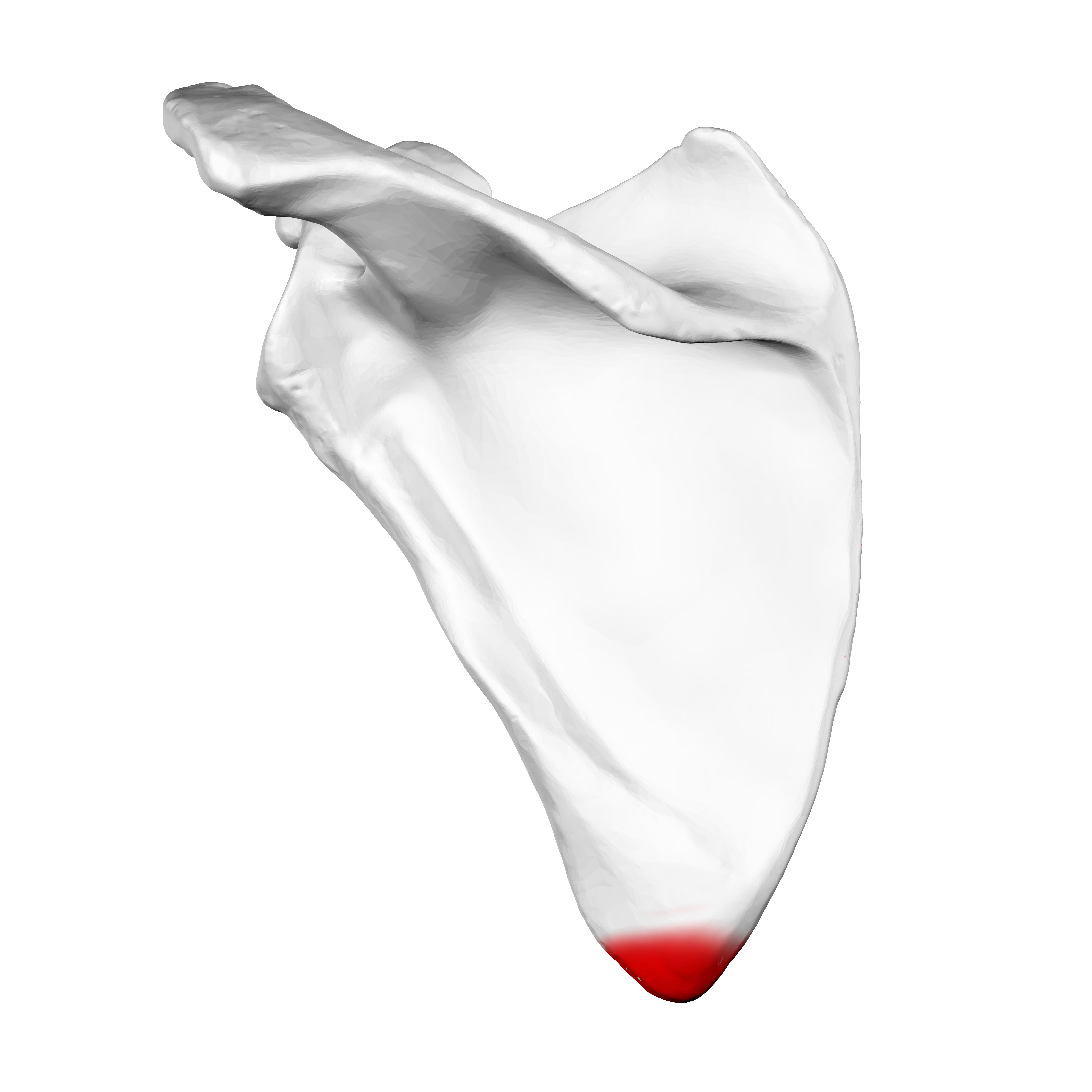 <p>(left scapula)</p>