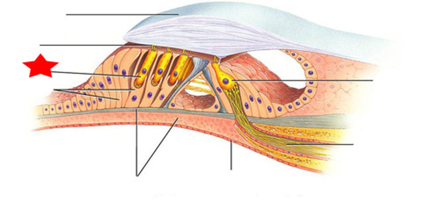 <p>-Three rows of about 20000 cells</p><p>-Adjusts response of cochlea to different frequencies</p><p>-Increases precision</p>