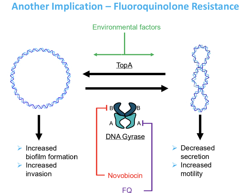 <p><strong>Mutated GyrA&nbsp;leads to relaxation of DNA supercoiling</strong></p><p><strong>• </strong><span style="color: red;"><strong>Makes resistant strains less motile, </strong></span><strong>more invasive and more virulent </strong></p><p><strong>• Also more capable of forming biofilm under aerobic conditions.</strong></p><p><strong>• So antimicrobial resistance can affect supercoiling which can in turn affect virulence and transmission of pathogens</strong></p>