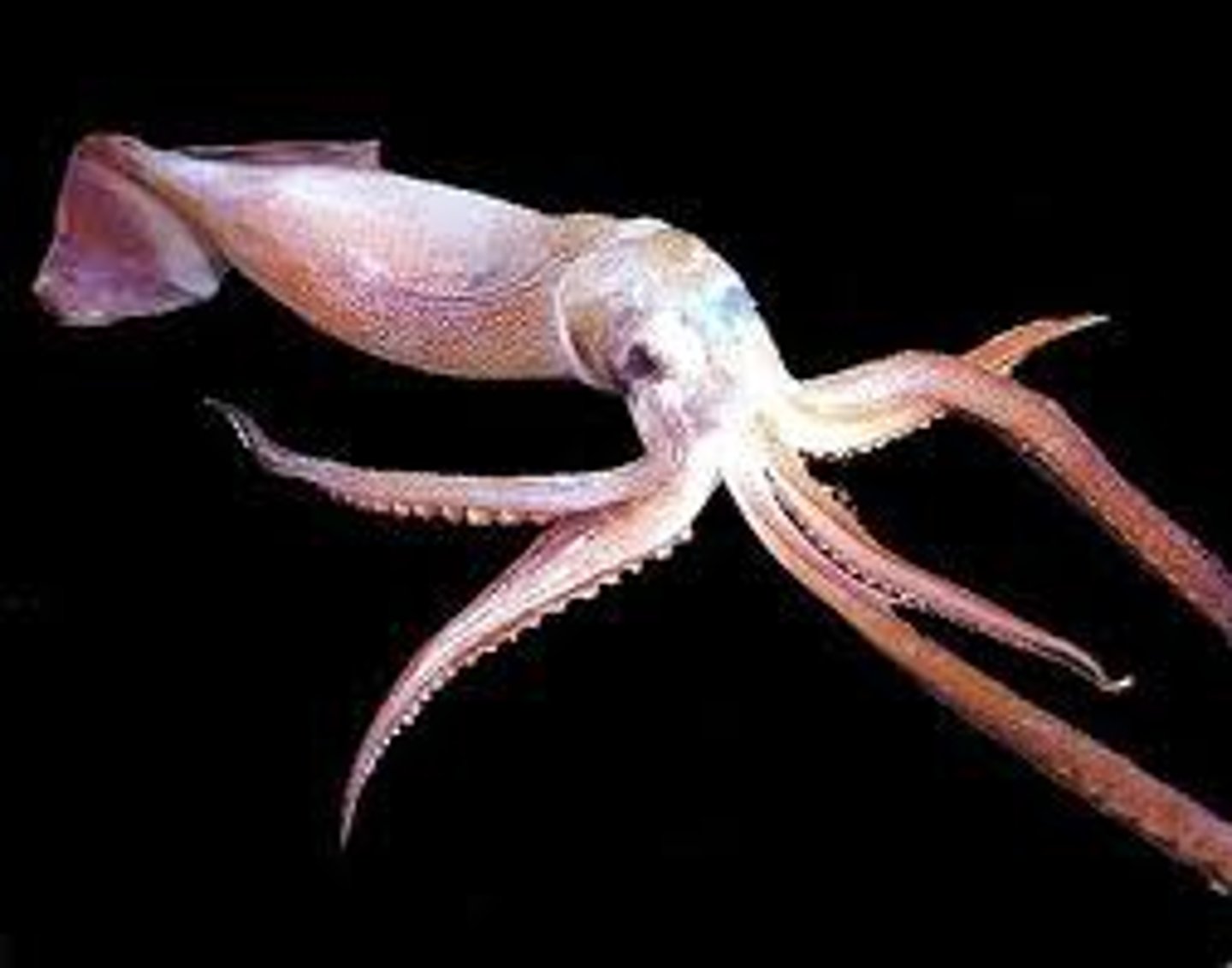 <p>Subclass of cephalopods and mollusks</p><p>-Cuttlefish - cuttlebone (chalkly, white, light)</p><p>-Squid - pen (plasticy, dark red)</p><p>-Octopodes</p>