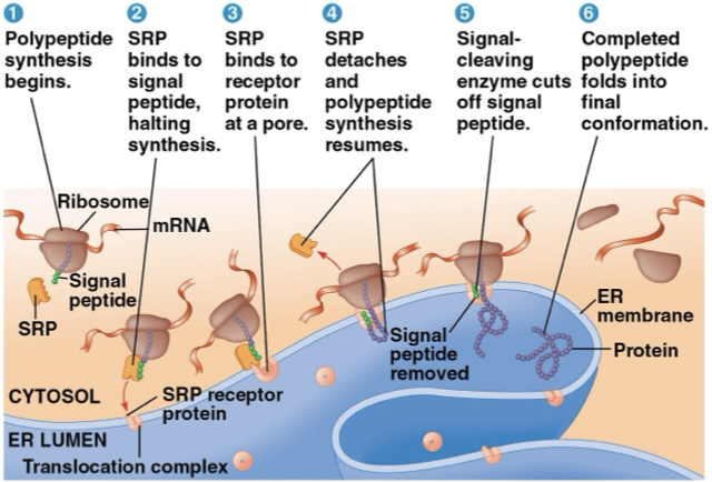 <p><mark data-color="green" style="background-color: green; color: inherit">free ribosome</mark>- in the cytosol and synthesizes proteins that function in the cytosol</p><p><mark data-color="green" style="background-color: green; color: inherit">bound ribosome</mark>- bound to the ER and synthesizes proteins that function in the endomembrane system or <mark data-color="yellow" style="background-color: yellow; color: inherit">secreted</mark></p><ul><li><p>synthesis starts and finishes in the cytosol unless polypeptide signals attach</p></li></ul><p><mark data-color="green" style="background-color: green; color: inherit">signal peptide</mark>- attaches to polypeptide and signals it to go to the ER</p><p><mark data-color="green" style="background-color: green; color: inherit">signal recognition particle </mark>(SRP)- binds to signal peptide and escorts it to the ER</p><ol start="2"><li><p>the signal peptide is removed by the enzyme</p></li><li><p>polypeptides are directed to other organelles</p></li></ol><p></p>