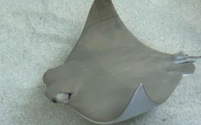 <p>What is the common name and scientific name of this species?</p>