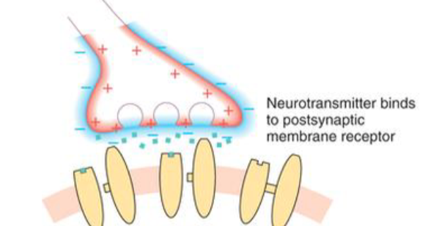 <p>active chemical synapse </p>