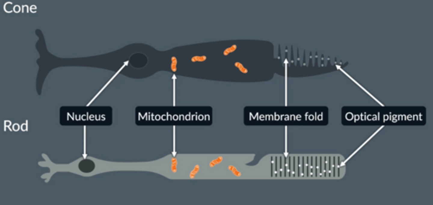 <p>Nucleus</p><p>Mitochondria</p><p>Membrane folds dotted with optical pigment</p>