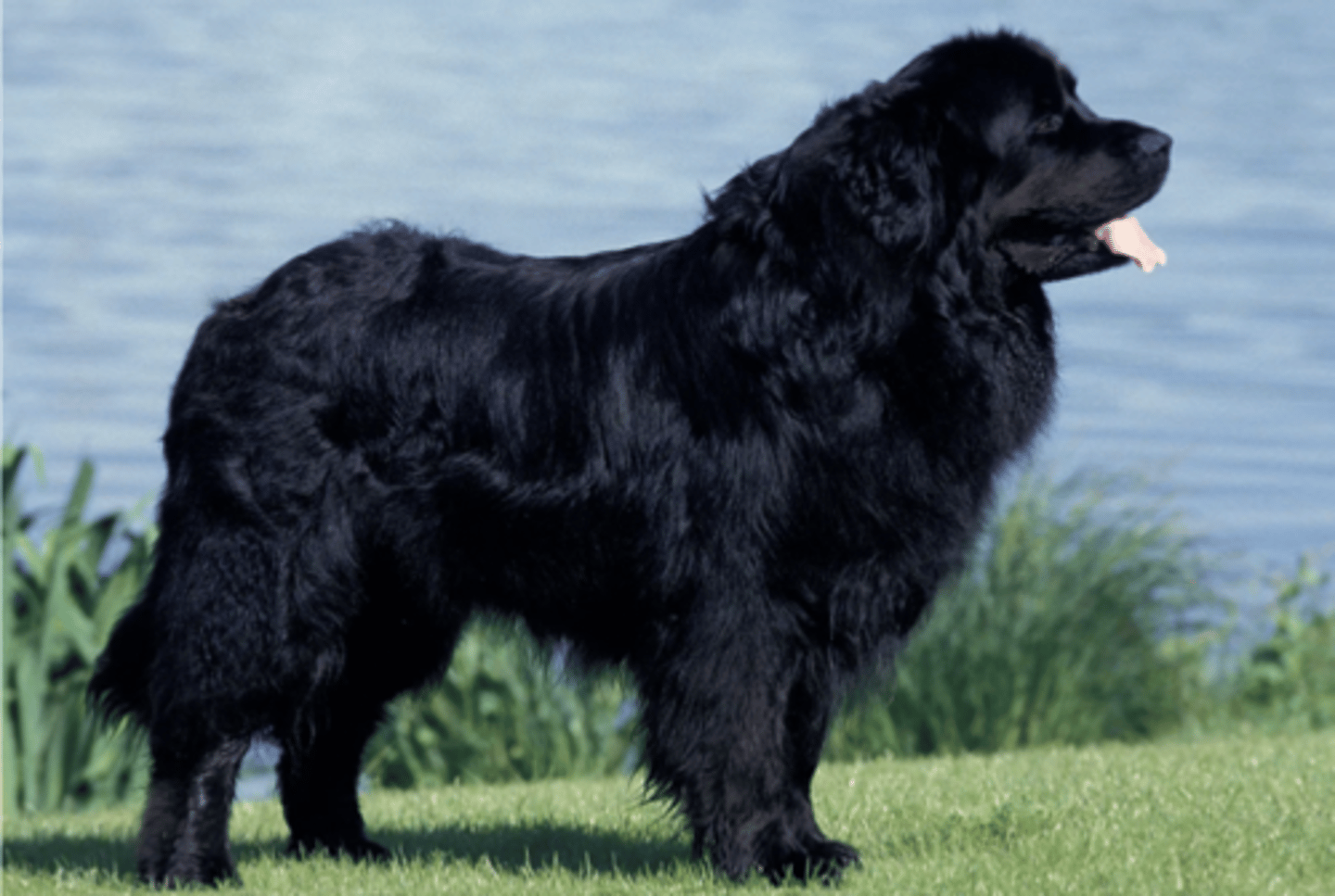 <p>FCI - 2 , fluffy double coat,</p>
