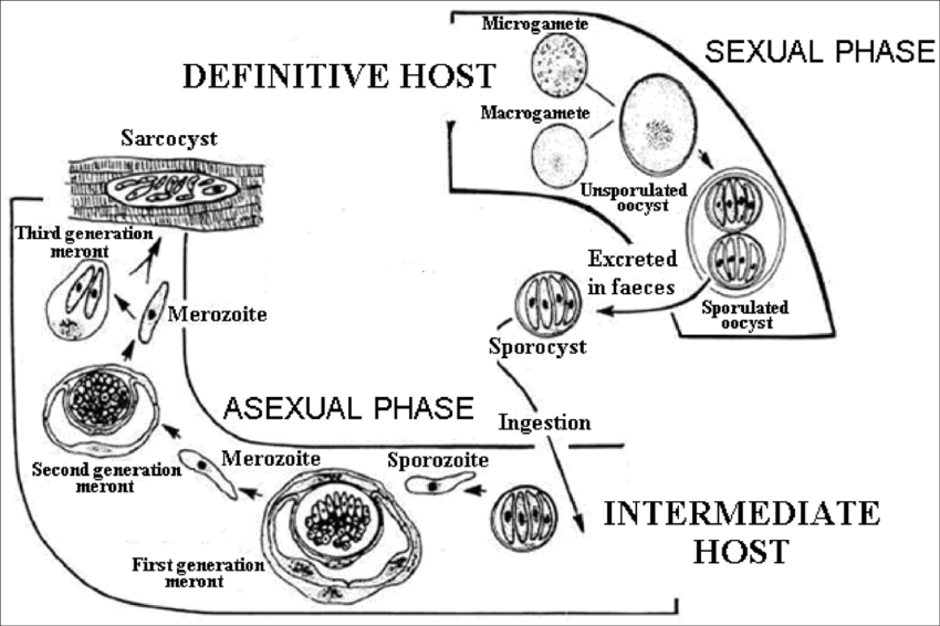 <p>Genus: <strong>sarcocystis</strong>, of family sarcocystidae, of order Eimerida.</p><p>The life cycle of<strong> Sarcocystis species is heteroxenous, </strong>meaning it involves different hosts for its different life stages.</p><ol><li><p><strong>Definitive Host</strong>: such as carnivores including dogs and humans, harbors the sexual stages of the parasite, where gamogony (sexual reproduction) and sporogony (formation of oocysts) occur in the small intestine.</p></li><li><p><strong>Intermediate Hosts</strong>: The intermediate hosts (which include herbivores, omnivores, and birds) play a crucial role in the life cycle as the parasite undergoes asexual reproduction, known as merogony.</p><ul><li><p>In these hosts, the sporozoites that are ingested from oocysts excyst (are released) in the small intestine and invade the cells. They replicate asexually, generating meronts (by merogony) in <em>endothelial of blood capillaries </em>and after 3 rounds, subsequently forming cysts filled with bradyzoites, the slow-growing stage of the parasite → sarcocyst in muscle. </p></li></ul></li><li><p><strong>Transmission</strong>: When a carnivore consumes the infected tissues of the intermediate host, it can become infected with Sarcocystis again, thus continuing the life cycle.</p></li></ol><p></p>