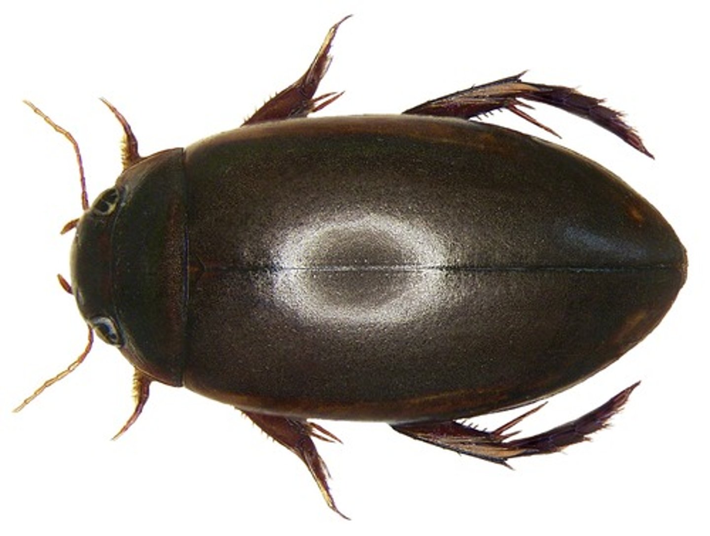 <p>Aquatic beetles with natatorial legs<br>•Long filiform antennae<br>•Mesothoracic legs closer to prothoracic legs than metathoracic legs</p>