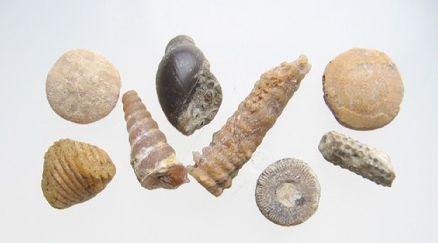 <p>trace of once living organism; used as evidence of evolution. examples are foot imprints, molds, resin, teeth, and bones</p>