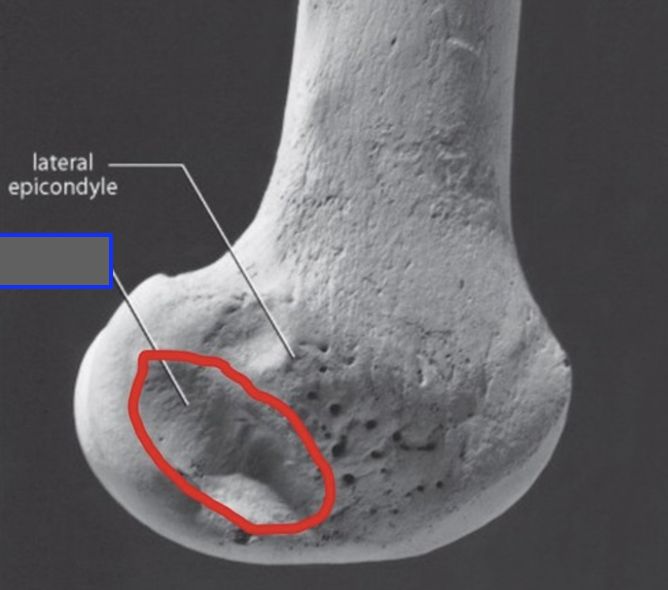 <p>smooth hollow on the posterolateral side of the lateral condyle of FEMUR</p>