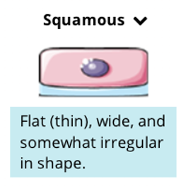 Squamous Cell Shape