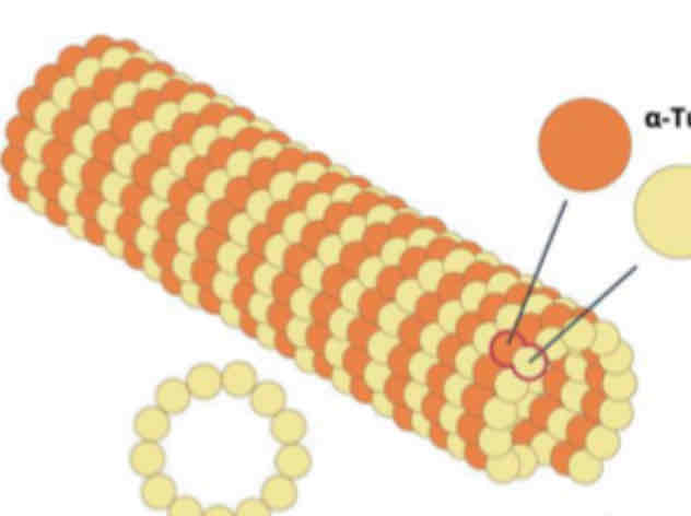 <p>Microtubules</p>