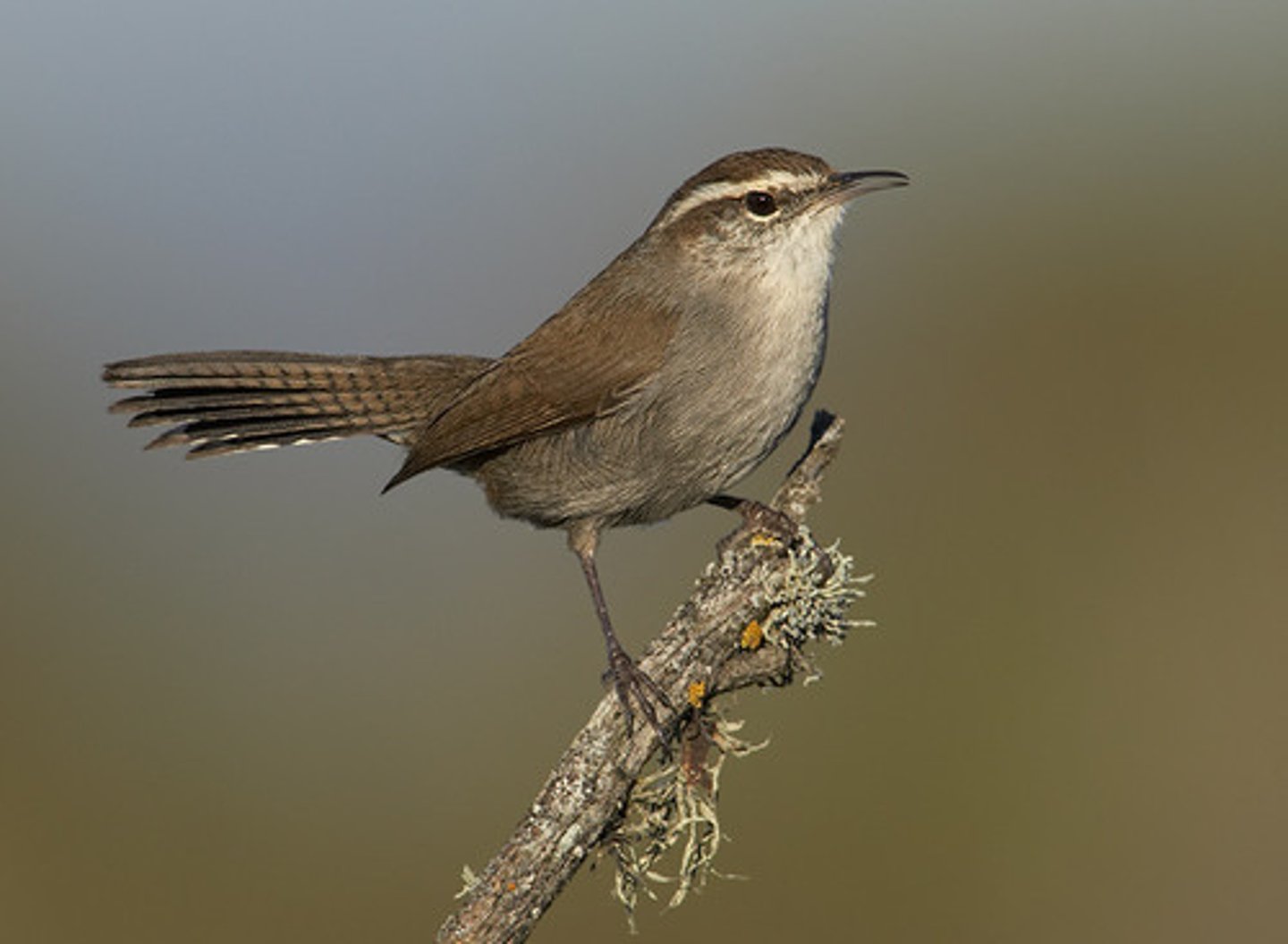 <p>Bewick's Wren</p>
