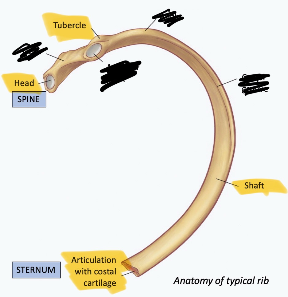 <ul><li><p>Shaft: main portion; long and slender</p></li><li><p>Head: posterior end; articulates with vertebrae</p></li><li><p>Tubercle: articulates with vertebra</p></li><li><p>Costal cartilage: hyaline cartilage; connects rib to sternum</p></li></ul><p></p>