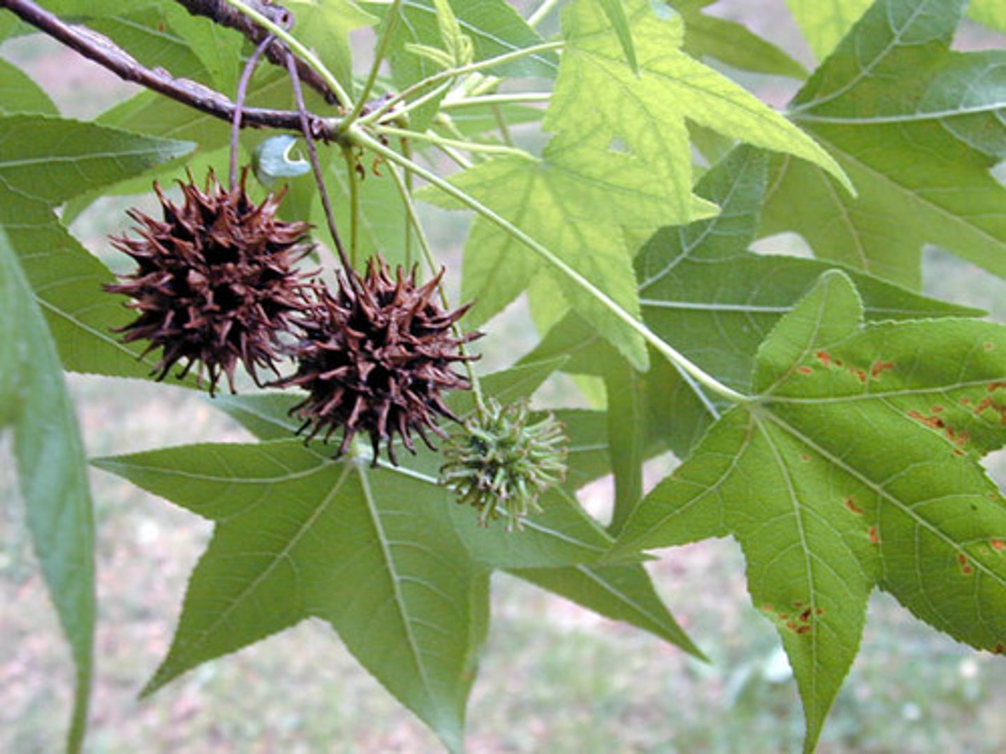 <p>multiple flowers fuse to form one fruit</p><p>EX: sweetgum</p>