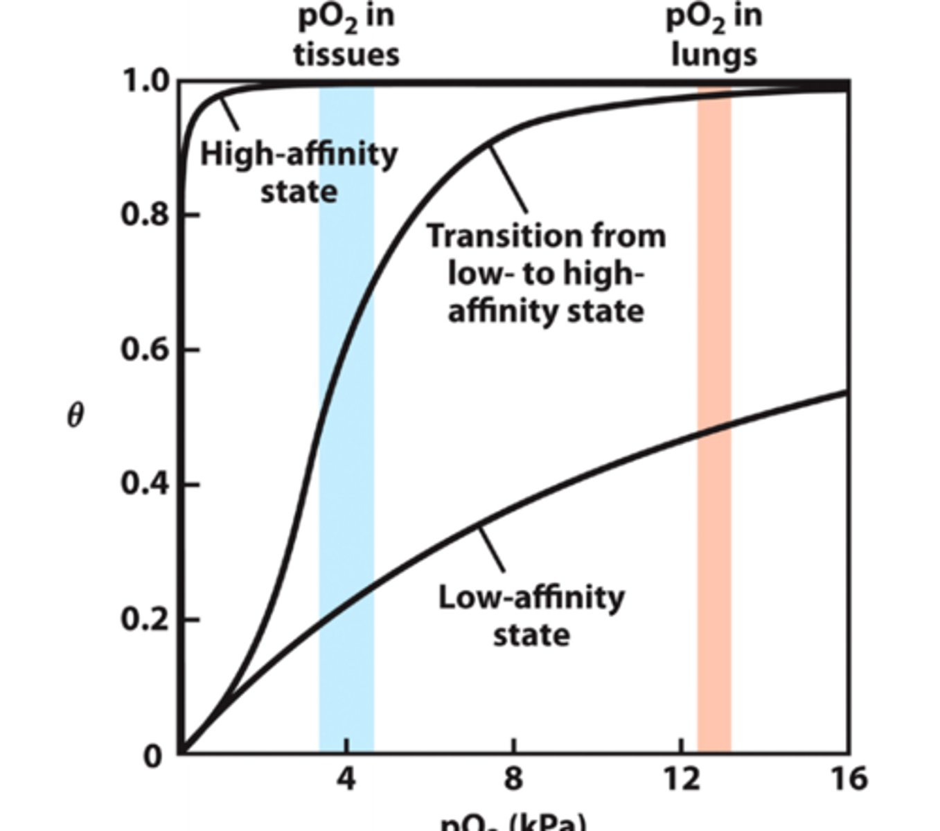 <p>observed O2 binding curve is between the theoretical curves for O2 binding to the R-state and T-state</p>
