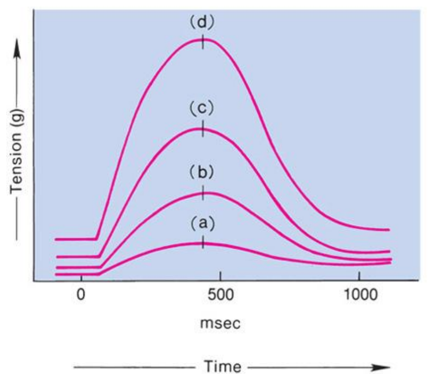 <ul><li><p>(a) is state of myocardial</p><p>sarcomeres just before filling</p><ul><li><p>Actins overlap, actin-myosin interactions are reduced, and contraction would be weak</p></li></ul></li><li><p>In (b, c and d) there is increasing interaction of actin and myosin allowing more force to be developed</p></li></ul><p></p>