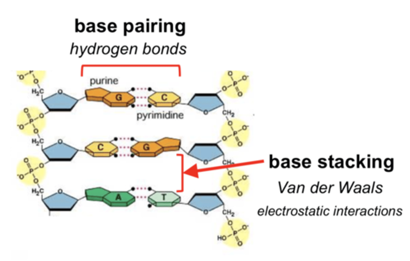 <p>bases are oriented so that the flattened regions are facing each other</p>