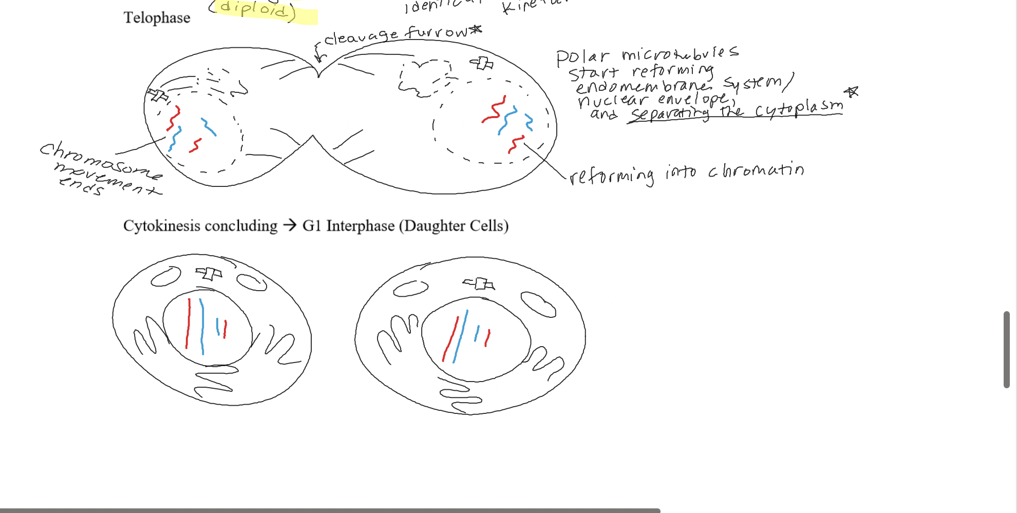 The daughter chromosomes are at separate poles. Polar microtubules start to rebuild the nuclear envelope, chromosomes go back to chromatin, and chromosome movement ends. 