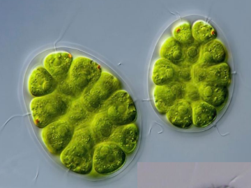 <p>frw plankton Volvocine</p>