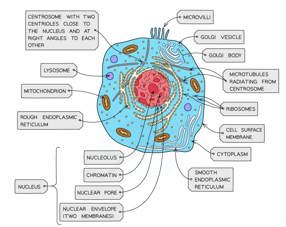 <ul><li><p>Nucleus</p></li><li><p>Nucleolus</p></li><li><p>Nuclear envelope</p></li><li><p>SER</p></li><li><p>RER</p></li><li><p>Golgi apparatus</p></li><li><p>Ribosomes</p></li><li><p>Mitochondria</p></li><li><p>Vesicles (transport and secretory)</p></li><li><p>Lysosomes</p></li><li><p>Plasma membrane</p></li><li><p>Centrioles</p></li></ul><p></p>