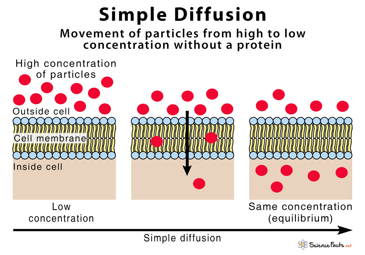 <ul><li><p><span>The net random movement of solutes from an area of their higher concentration to an area of their lower concentration</span></p><ul><li><p><span>&nbsp;Go from low to high, will even out eventually, but aren't gonna stop moving&nbsp;</span></p></li><li><p><span>Concentration: amount per volume&nbsp;</span></p></li><li><p><span>When there is a higher concentration, where there should a lower one, diffusion comes in handy</span></p></li><li><p><u><span>Passive</span></u></p></li></ul></li></ul>